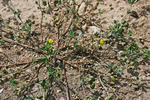 Medicago littoralis, flora di Sardegna